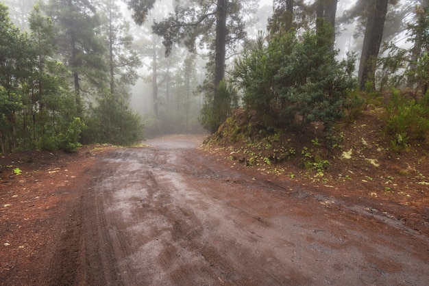 Bosque de niebla hermoso en Arenas Negras, Tenerife, islas Canarias, España.