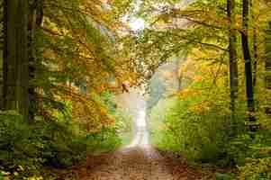 Foto bosque en la niebla con hojas de haya de otoño fagus sylvatica alemania