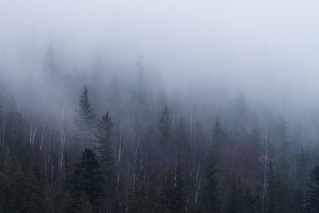 Bosque de niebla en la ladera de una montaña en los Cárpatos.