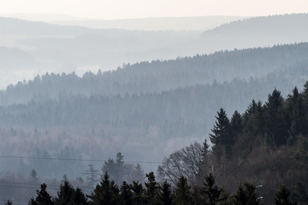 Bosque en niebla matutina