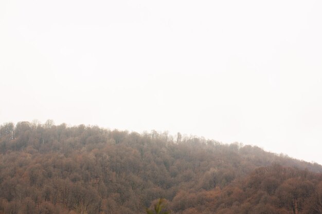 Bosque en la niebla de las montañas