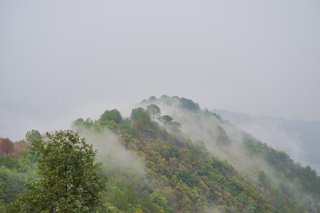 El bosque de niebla durante el monzón