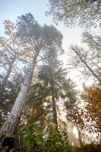 Bosque de niebla otoñal con rama de árboles con hojas amarillas