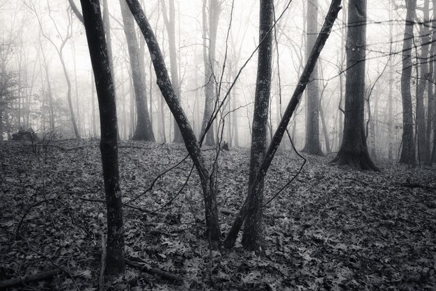 Foto bosque de niebla de otoño de imagen monocromática