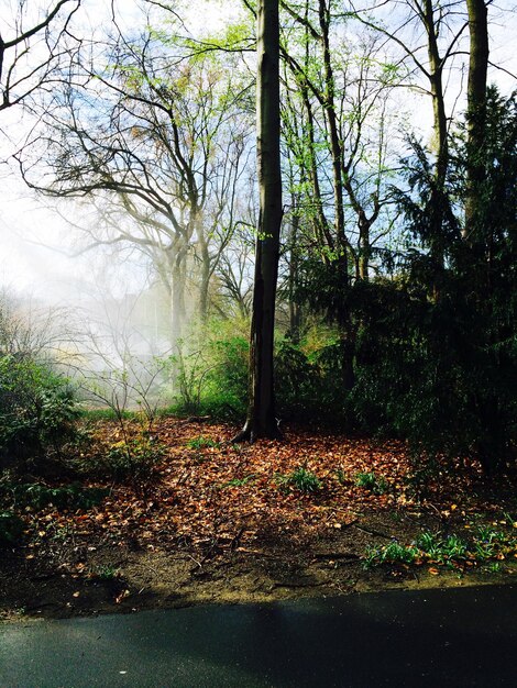 Foto bosque en la niebla