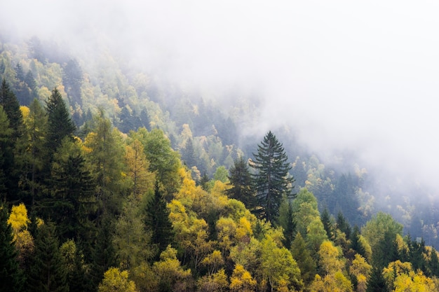 Foto el bosque de niebla