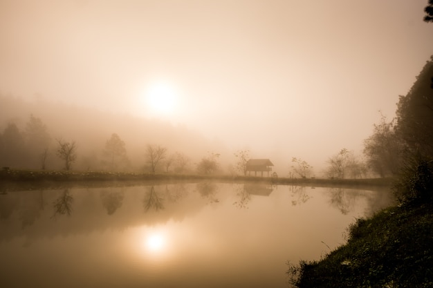 Bosque en la niebla