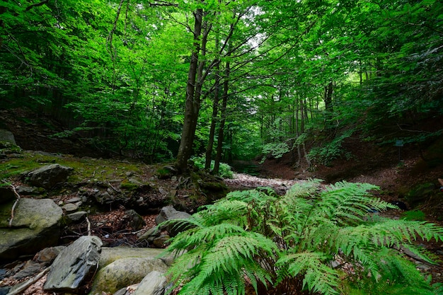 bosque con niebla