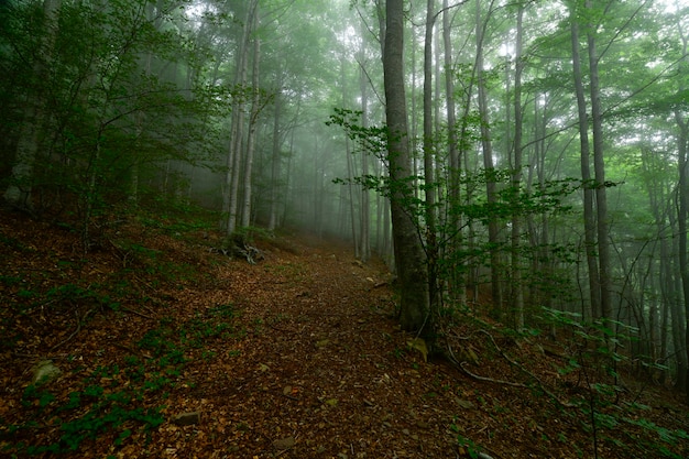 bosque con niebla