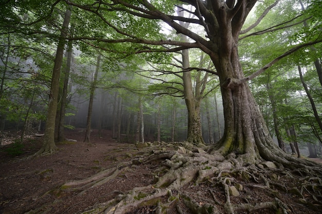 bosque con niebla