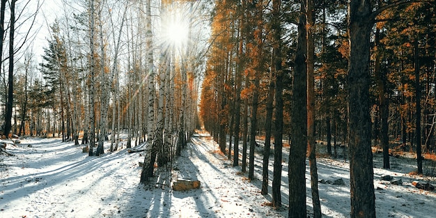 Bosque de nieve invernal de abedules y pinos, los rayos del sol atraviesan los árboles.