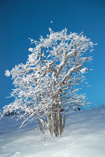 Bosque de nieve de invierno con árboles en la nieve