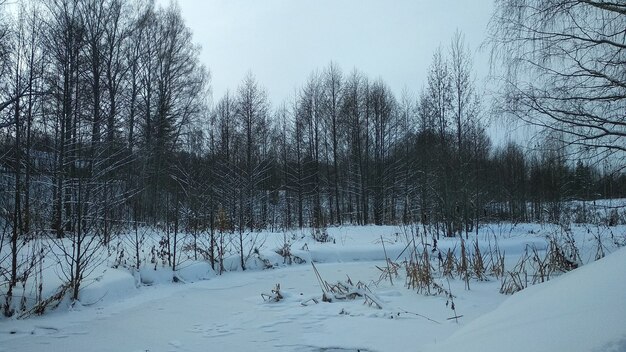 Bosque en la nieve en invierno