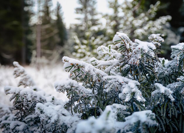 bosque de nieve siempre verde