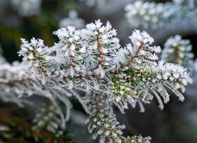 bosque de nieve siempre verde