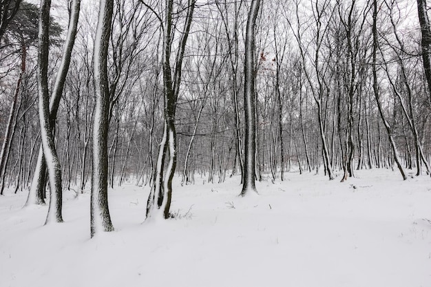 Bosque con nieve en los troncos de los árboles durante la caminata