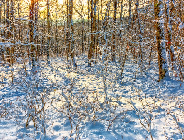 Bosque de noche de cuento de hadas de invierno