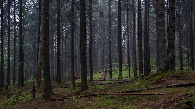 Bosque de noche denso sombrío oscuro en verano