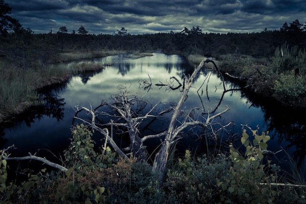 Bosque nocturno misterioso