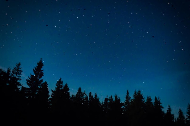 Foto bosque nocturno con pinos.