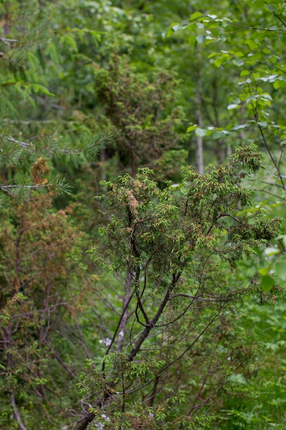 Bosque del norte de enebro Arbustos de enebro jóvenes en la República de Carelia