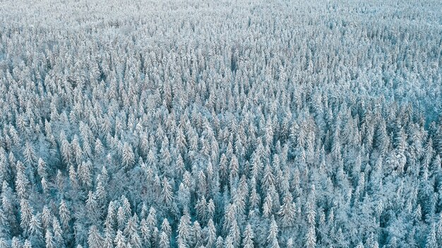 Bosque del norte helado en la nieve después de las nevadas vista desde la parte superior de un avión no tripulado, textura