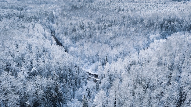 Bosque del norte helado en la nieve con río