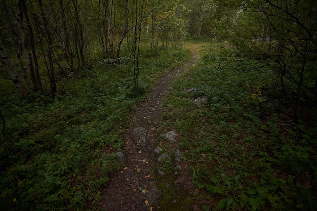 Bosque del norte hermosa naturaleza asombrosa