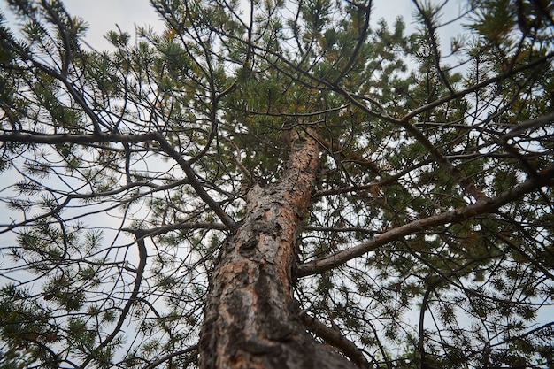 Bosque del norte hermosa naturaleza asombrosa