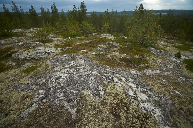 Bosque del norte hermosa naturaleza asombrosa