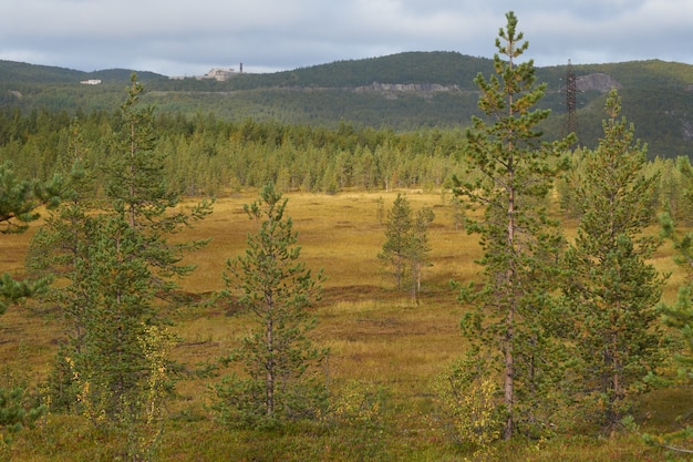 Bosque del norte hermosa naturaleza asombrosa