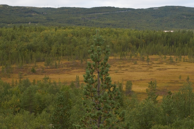 Bosque del norte hermosa naturaleza asombrosa