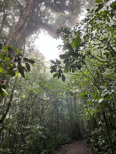 Bosque nuboso de la Reserva Biológica Bosque Nuboso Monteverde Costa Rica