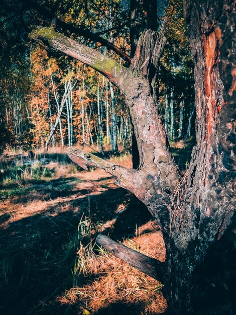 Bosque de octubre de otoño contra el cielo azul el enfoque selectivo