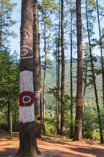 Bosque de Oma, creado por Agustín Ibarrola, junto a las calas de Santimamiñe cerca de Gernika en la provincia de Bizkaia (Vizcaya) en el País Vasco.