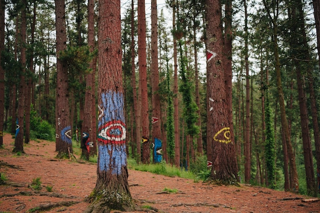 Foto bosque de oma en el país vasco