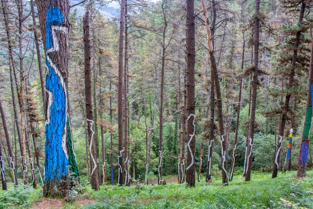 Bosque de Oma en la Reserva de la Biosfera de Urdaibai.