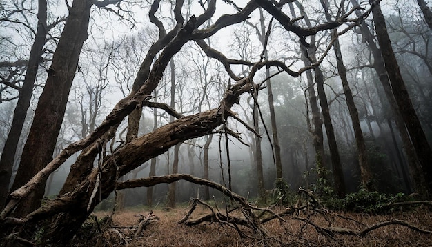 Bosque oscuro con árboles muertos en la niebla ramas secas rotas paisaje misterioso atmósfera mística