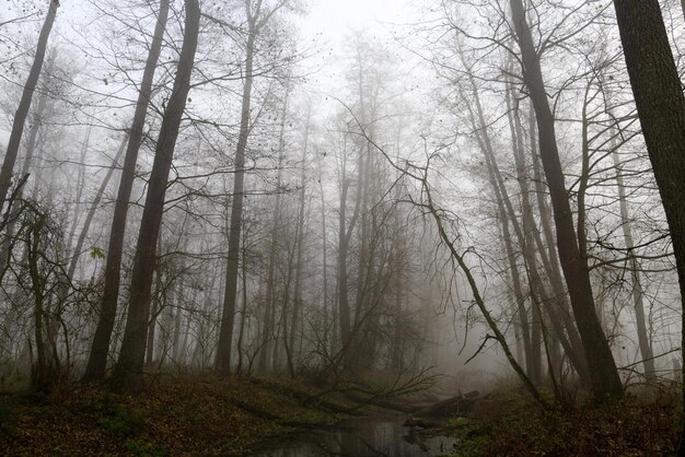 bosque oscuro bosque aterrador