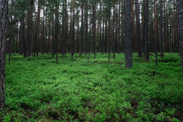 Bosque oscuro de coníferas y vegetación verde bajo los pies Un paseo misterioso por un bosque sin luz