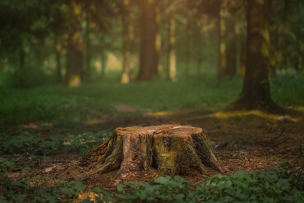 Bosque oscuro de coníferas con viejos abetos y pinos