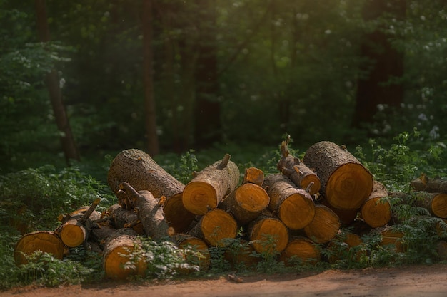 Bosque oscuro de coníferas con viejos abetos y pinos