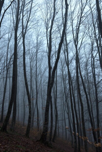 Bosque oscuro y espeluznante