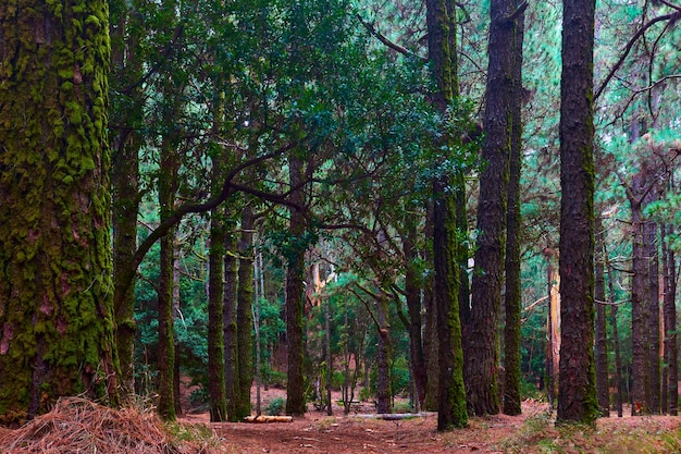 El bosque oscuro - Madera de coníferas con troncos cubiertos de musgo