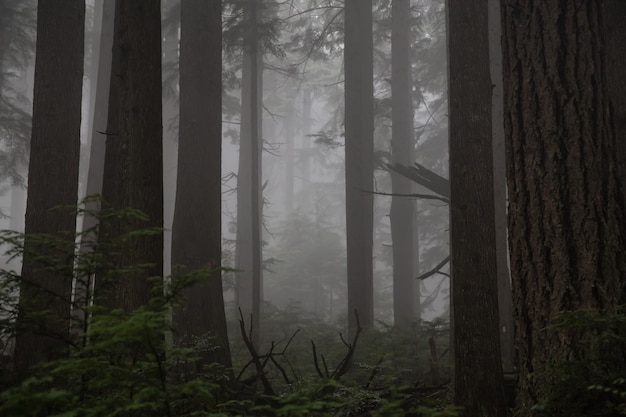 Bosque oscuro melancólico durante un día de niebla