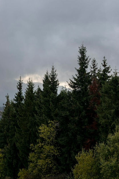 Bosque oscuro en las montañas Bukovel Ucrania