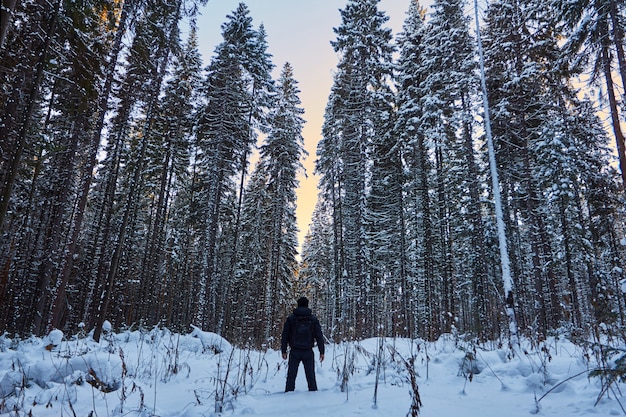 Bosque oscuro, un paseo por el bosque antes de Navidad.