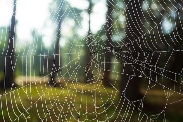 Bosque otoñal de araña Telaraña con gotas de rocío