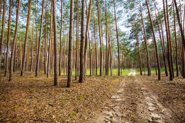 Bosque otoñal con árboles altos