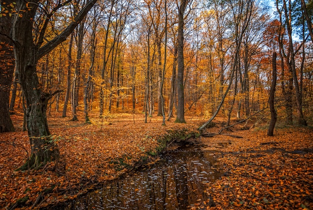 Foto bosque otoñal con arroyo